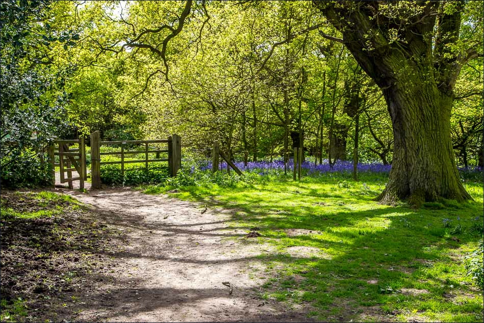 Beverley Westwood walk Beverley walks East Yorkshire walks